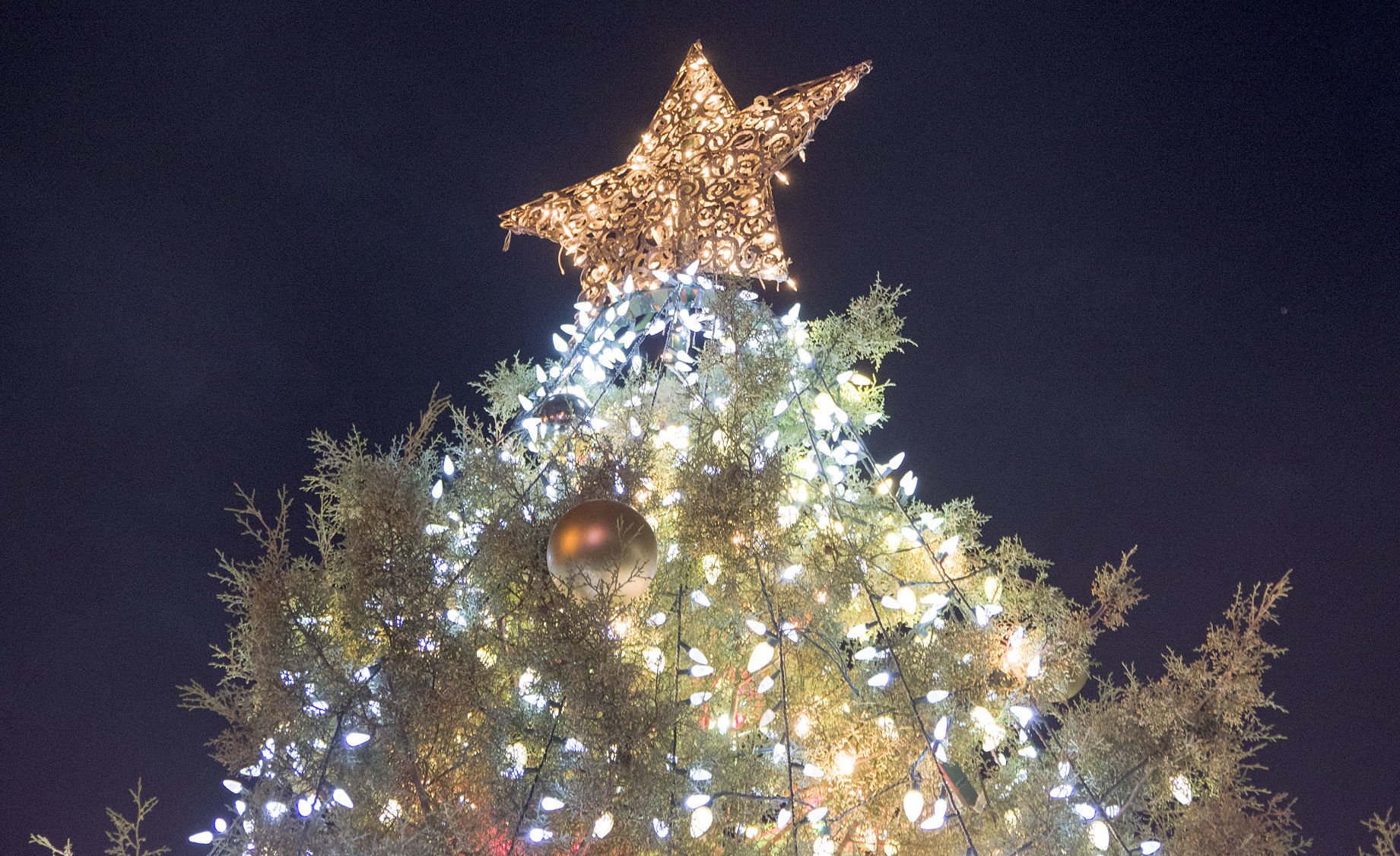 Florence Tree Lighting